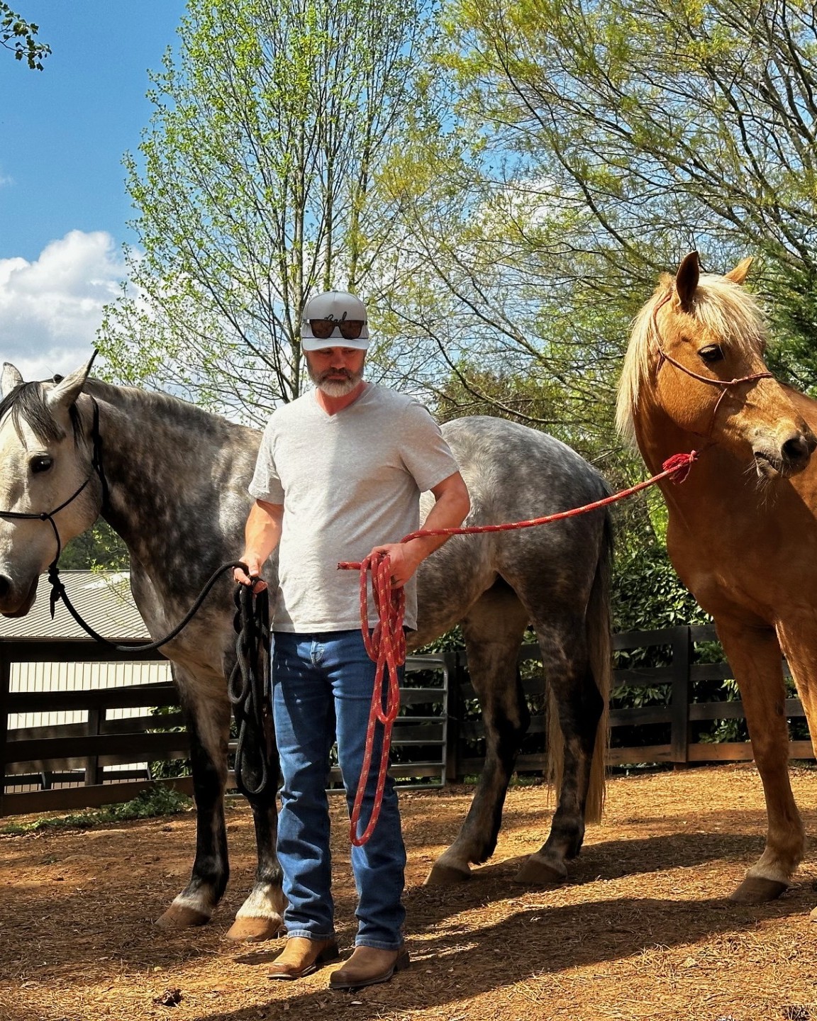 A participant standing between a gray horse and a chestnut horse during an equine-guided leadership session